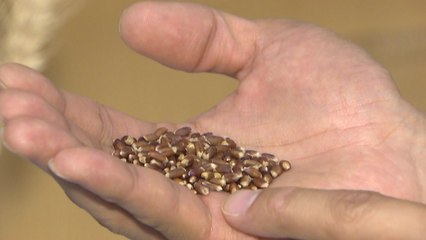 몸에 좋은 국산 검은 밀가루..."항산화 능력 10배" / YTN