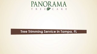 Tree Trimming Service Based in Tampa, FL - Panorama Tree Services