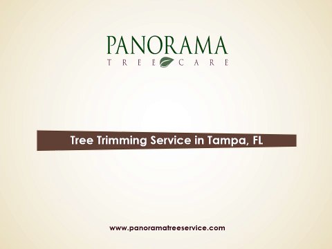 Tree Trimming Service Based in Tampa, FL - Panorama Tree Services