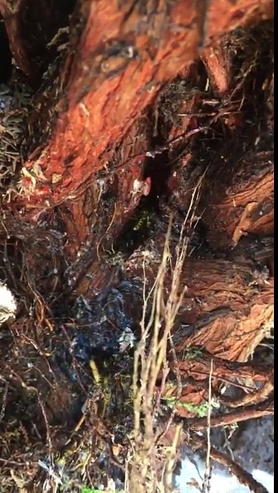 Get rid of wasps from your premises! Call Protech Pest Control now!