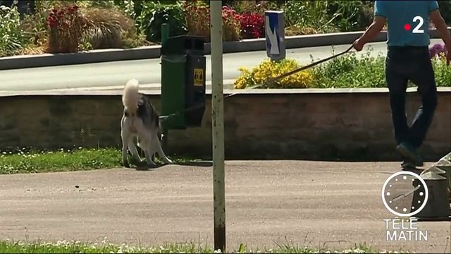 Calvados : Mondeville lutte avec humour contre les déjections canines