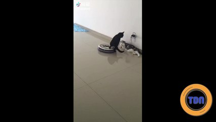 Un chat qui ne se laisse pas faire