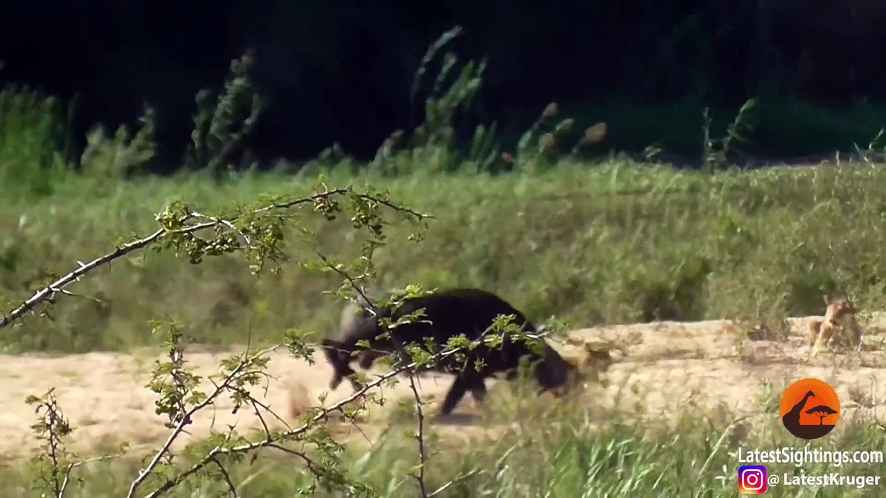 Buffalo Launches Lion into Air to Save Lizard - Latest Sightings Pty Ltd