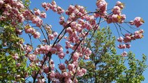 Flowering Tree - Jane Spence
