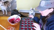EASY BIRTHDAY CUPCAKES for Dogs & ICE CREAM FOR DOGS | Snow Dogs Snacks 69 | DIY Dog Treats