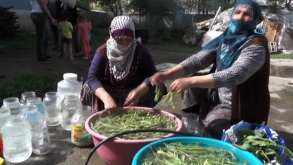 Sofraların vazgeçilmezi cağ bitkisine büyük ilgi