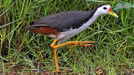 Tiếng Cuốc Đêm & Những Cái Bẩy Vô Hình Giữa Trời Tối