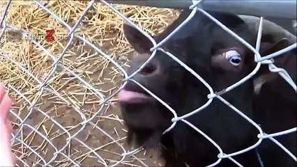 Top 10 Funny Goat Videos - Funniest Goats [BEST OF]