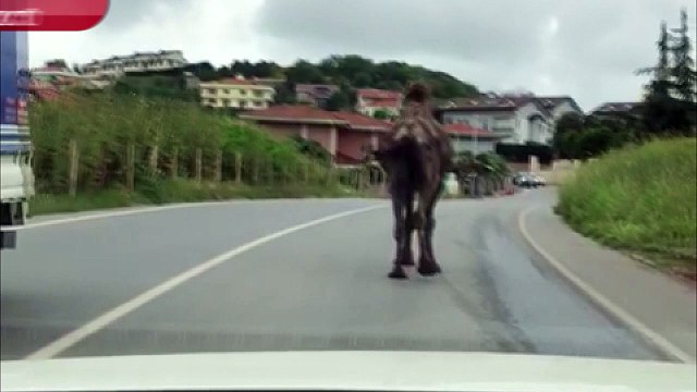 Görenler gözlerine inanamadı