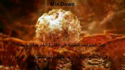 كيف يتكون الجنين فيديو اكثر من رائع - How the fetus consists of a video more than wonderful