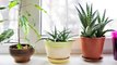 Air Purifying Plants: शुद्ध हवा के लिए Best हैं ये 3 पौधें, देंगे ताज़गी के साथ Fresh Look | Boldsky