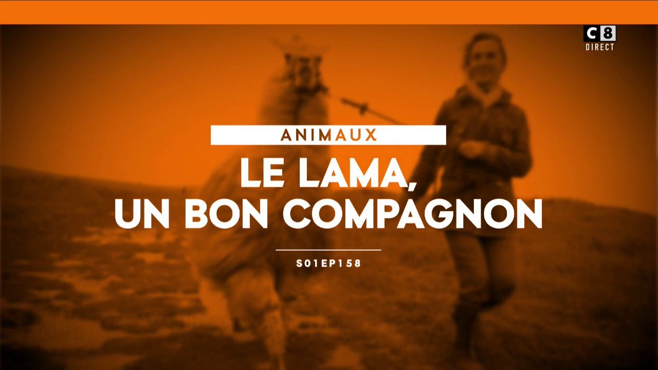 Le lama, un bon compagnon