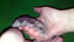 Видео обзор про моего хомяка / Video Review About hamster