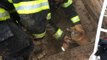 Firefighters Rescue Frightened Puppy Trapped Under Decking After Storm