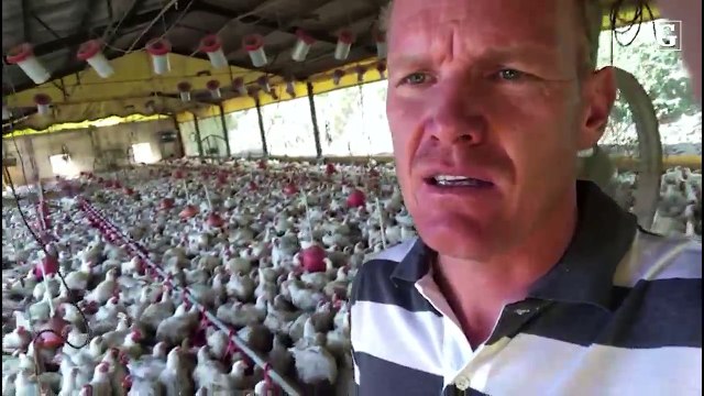 Avicultor desabafa sobre situação da greve dos caminhoneiros