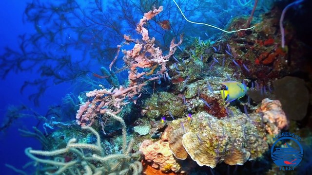 Belize Aggressor III & Belize Aggressor IV