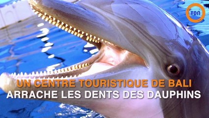 Ce que ce centre animalier fait à ses dauphins est inimaginable