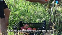 Aproveitando os vegetais que não são tão bonitos