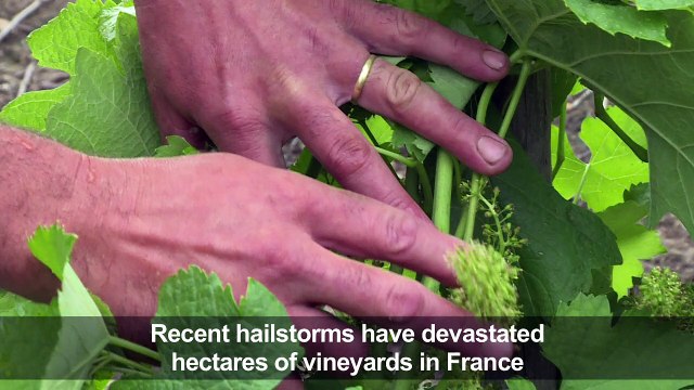 Make it rain: French winemakers fight hail storms with science