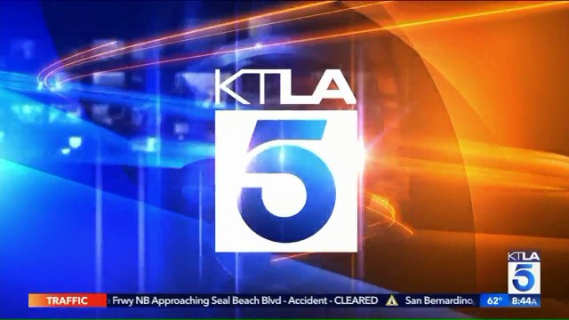 Service Dog Gives Birth While Waiting for Flight at Florida Airport