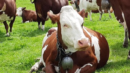 Les vaches aux Glières 2