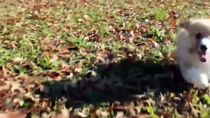 Check Why The Dog Is Jumping And Hopping