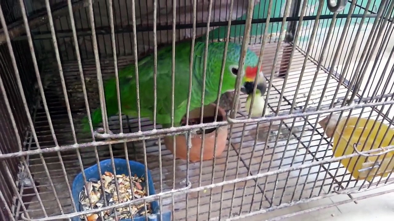 Birds