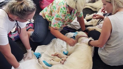 Service Dog Gives Birth In The Middle Of Florida Airport