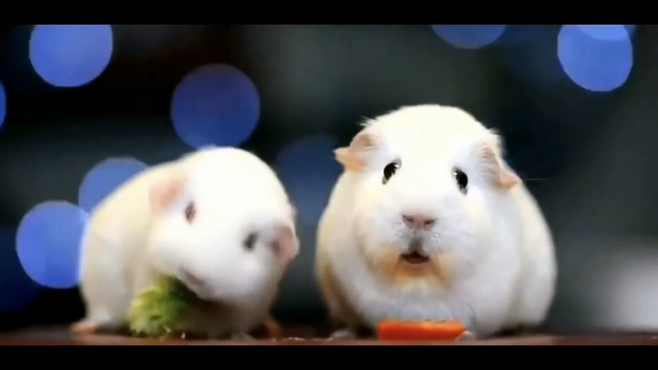 The Most Saddest Hamster I Have Ever Seen In My Life