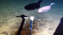 'Ratfish' with big ears among dozens of odd-looking never-before-see deep sea creatures discovered by underwater drone