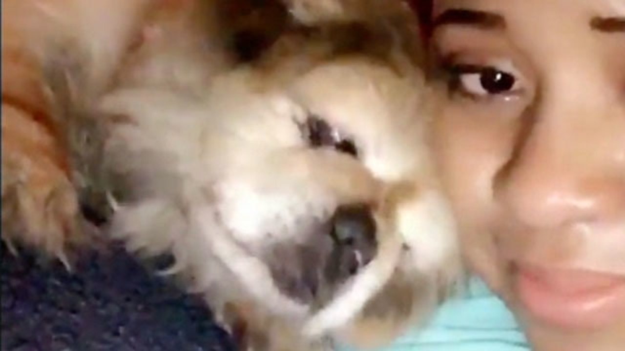 Simba The Dog Wipes Away The Tears