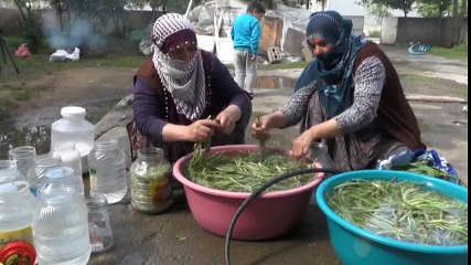 Sofraların Vazgeçilmezi Cağ Bitkisine Büyük İlgi