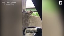 Ce conducteur sauve un chat terrifié coincé sur l'autoroute... Beau geste