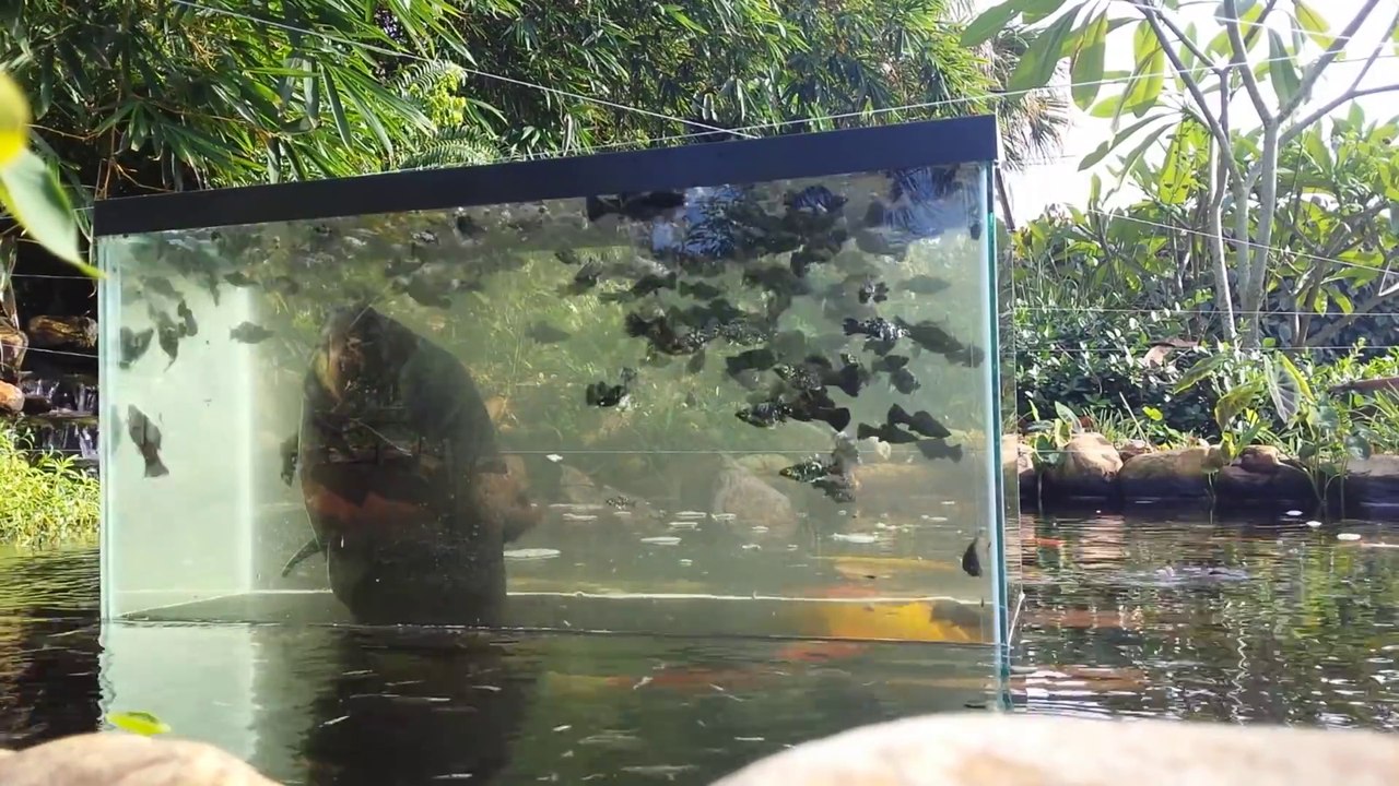Il a fabriqué cet aquarium génial pour voir ses poissons quand il les nourrit dans son bassin