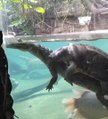 Cette tortue fait un petite tour sur le dos d'un crocodile...