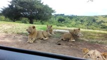 ¡Vaya susto! León abre la puerta de un coche durante un safari