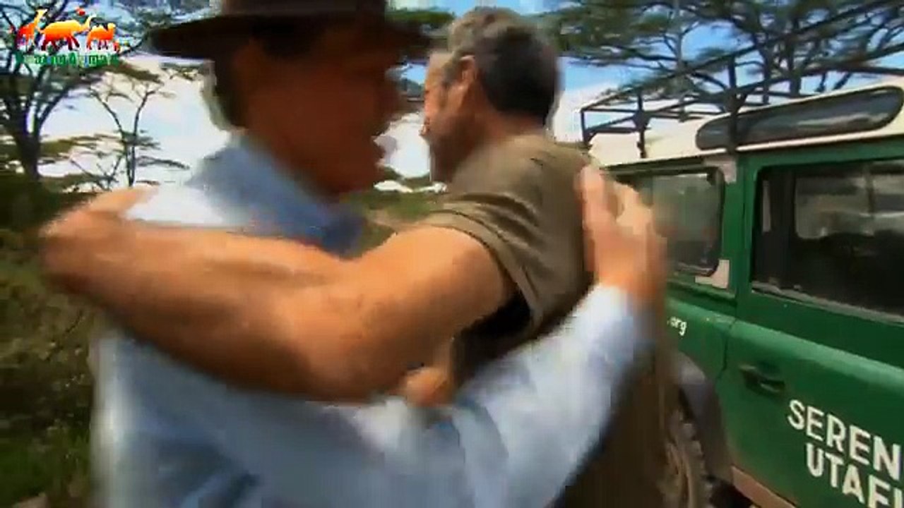 КОШАЧЬИ ВОЙНЫ: ЛЕВ ПРОТИВ ГЕПАРДА FULL HD - Документальный фильм 2018 на Amazing Animals TV