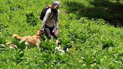 Rouky heureux au lac bénit