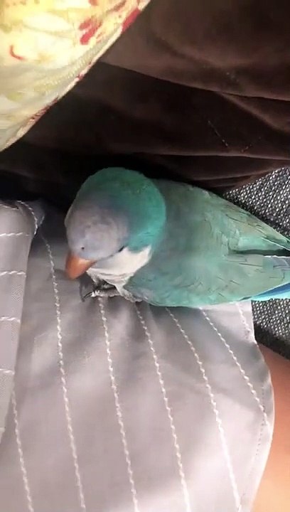 Perruche ou chat ? Cette perruche miaule tel un chat