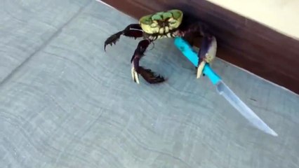 bıçakla kendini savunan yengeç