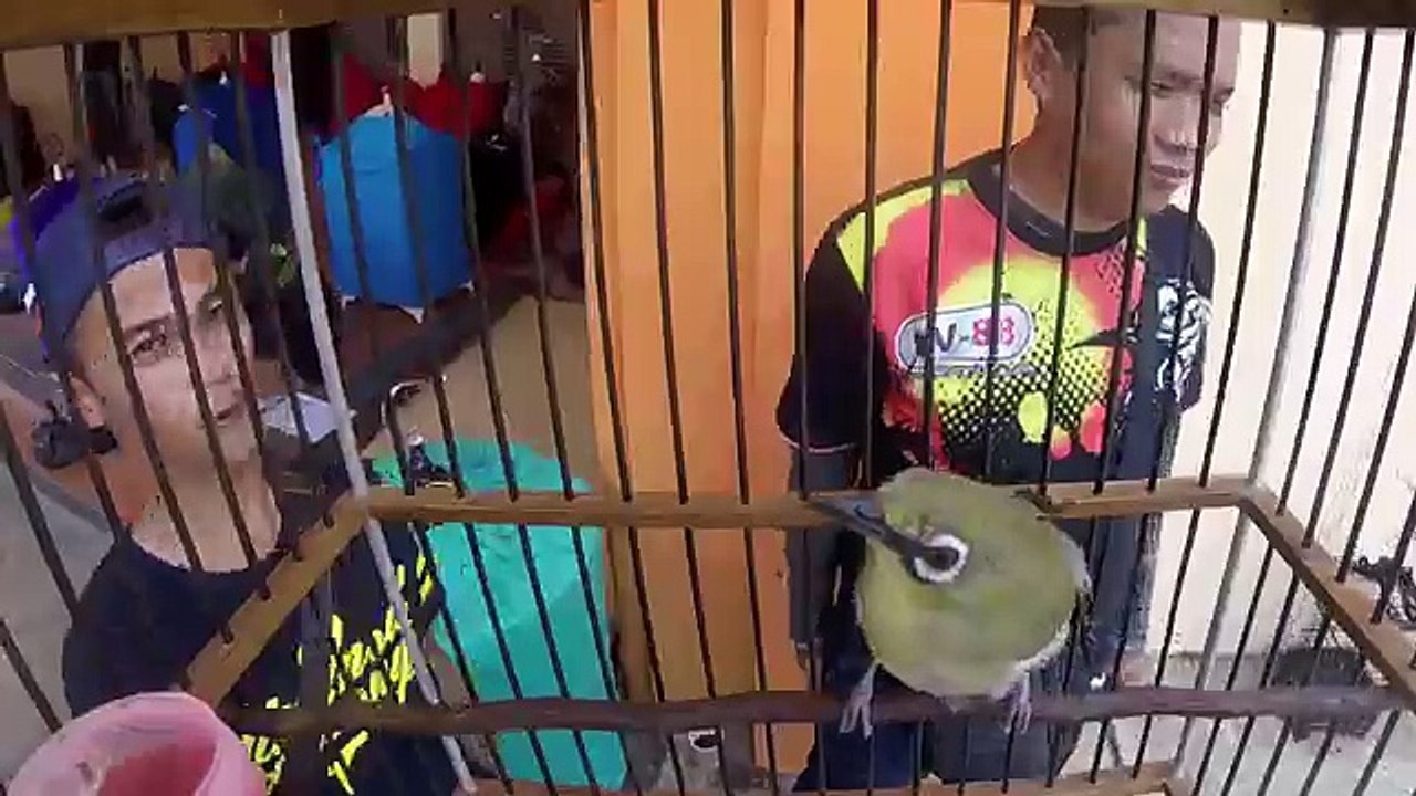 BRANDY WATCH : Pertama Kali Di Dunia Burung Pleci Koslet NV88 Gacor Dalam Sangkar