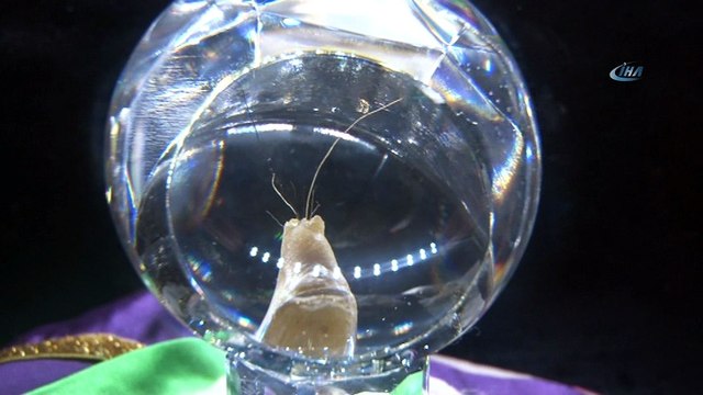 Sakal-ı Şerif 686 yıllık tarihi Orhan Camii’nde ziyarete açıldı