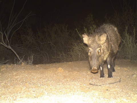 7 strange things you need to know about javelina - ABC15 Digital