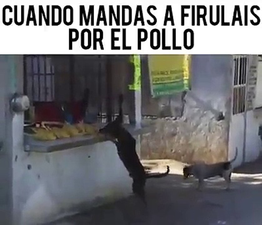 cuando mandas a firulais por el pollo