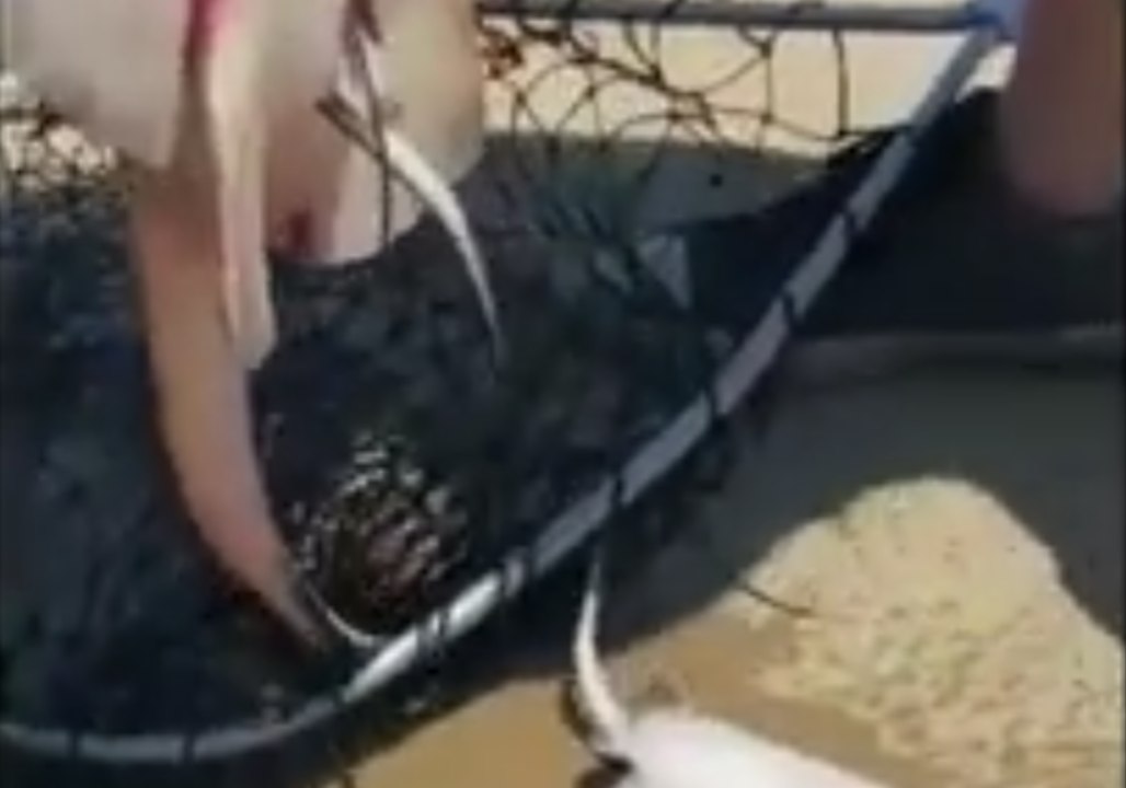Stingray Gives Birth Shortly After Being Caught in Galveston, Texas