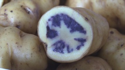 Congreso de la Papa impulsa la biodiversidad y los negocios