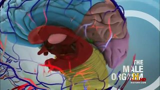 The Human Brain (Full Documentary) HD