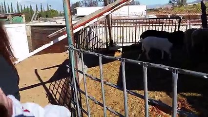 Attacked by Chickens-Reborn Molly and Tambri