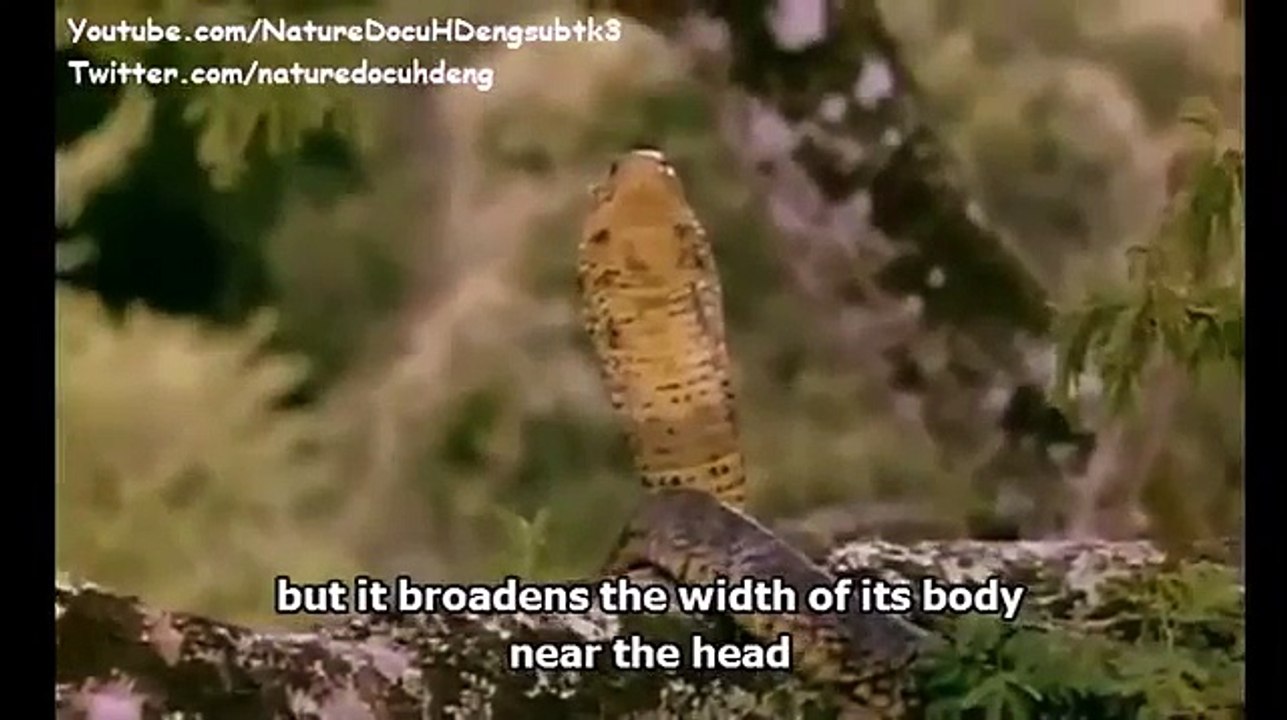 Snake Documentary Nature snake Documentary Snakebite Cobra: The King of Snakes english subtitles