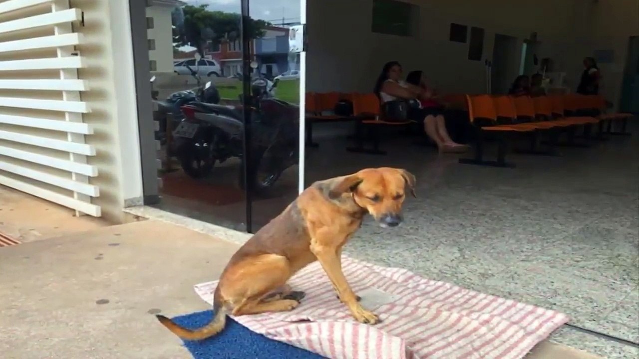 Un perro espera en el hospital a su dueño muerto cuatro meses atrás_HD